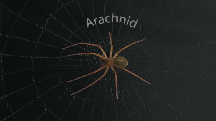 Install Arachnid Kodi Addon: high-quality movies TV shows videos series